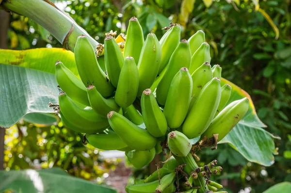 Banana plant with green bananas — Stock Photo, Image