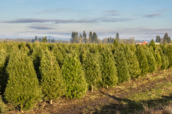 Fileiras de árvores de Natal jovens em um berçário — Fotografia de Stock