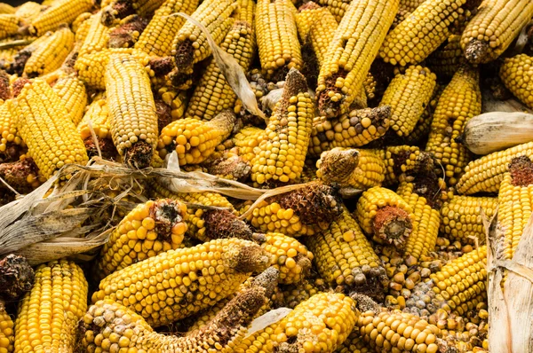 Orelhas de milho seco ou de milho — Fotografia de Stock