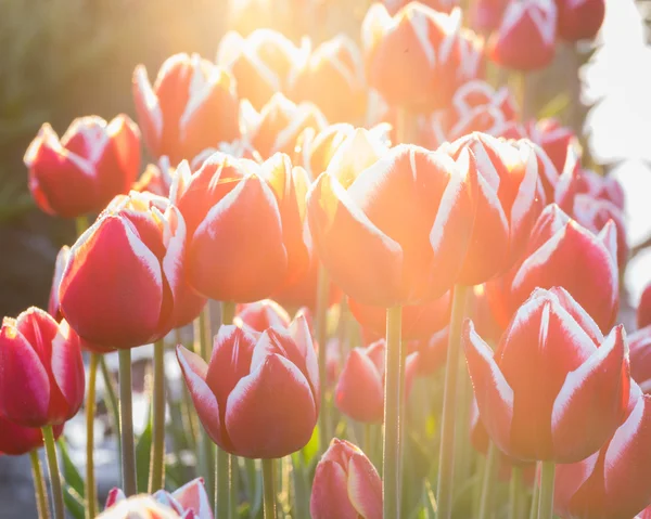 Висококласне зображення квітучих тюльпанів — стокове фото