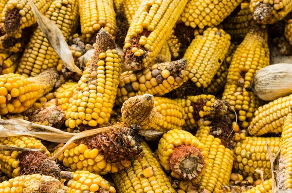 Ears of dried corn or maize — Stock Photo, Image