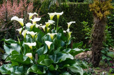Beyaz Calla Lily bitki çiçek