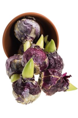 Hyacint bollen morsen uit een pot