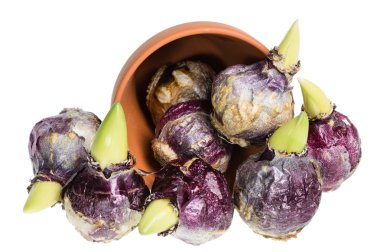Hyacint bollen morsen uit een pot