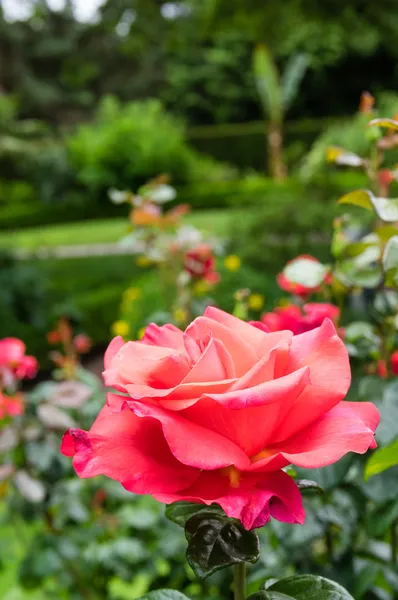 Růžové růže květ ve velké zahradě — Stock fotografie