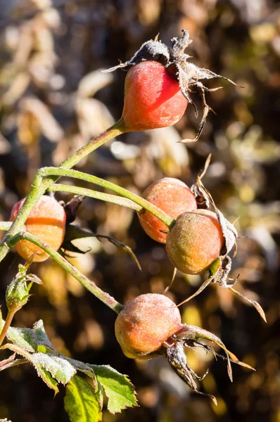 Rose hips or seed pods with frost — Stock Photo, Image
