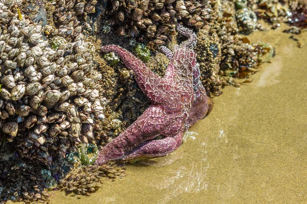 Seesterne klammern sich am Strand an Felsen — Stockfoto