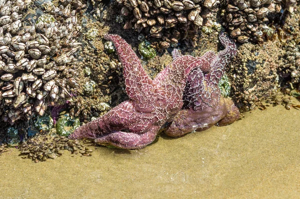 Estrella de mar aferrada a rocas en la playa —  Fotos de Stock