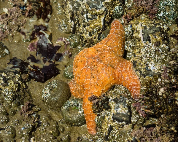 Estrella de mar aferrada a rocas en la playa —  Fotos de Stock