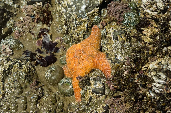 Estrella de mar aferrada a rocas en la playa —  Fotos de Stock