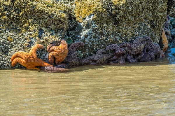 Seesterne klammern sich am Strand an Felsen — Stockfoto
