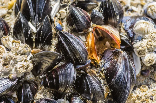 Muscheln an Felsen am Meer befestigt — Stockfoto