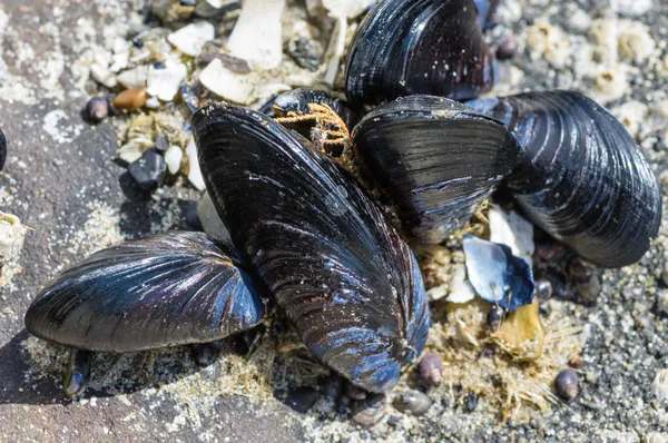 Muscheln an Felsen am Meer befestigt — Stockfoto