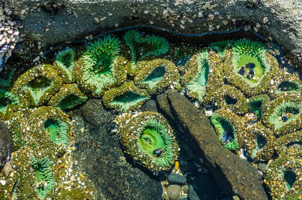 Anémonas GSea unidas a rocas en una piscina de marea —  Fotos de Stock