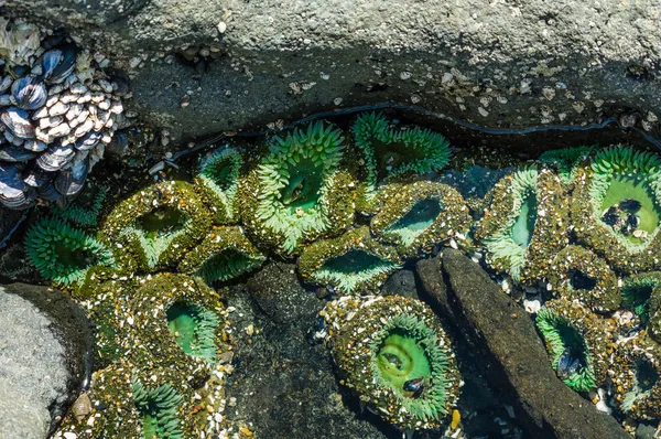 Anémonas GSea unidas a rocas en una piscina de marea —  Fotos de Stock