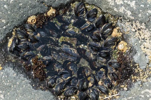 Grupo de mejillones adheridos a las rocas —  Fotos de Stock