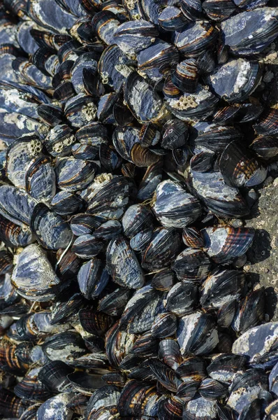 Muscheln klammern sich an Felsen — Stockfoto
