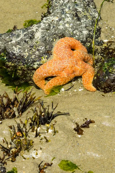 Estrella de mar aferrada a rocas en la playa —  Fotos de Stock