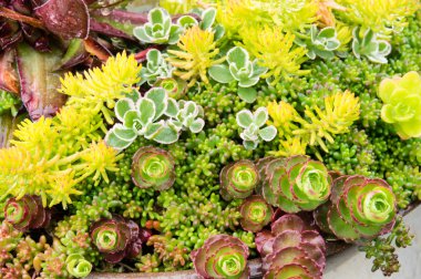 Bahçedeki veya sempervivum zemin örtüsü