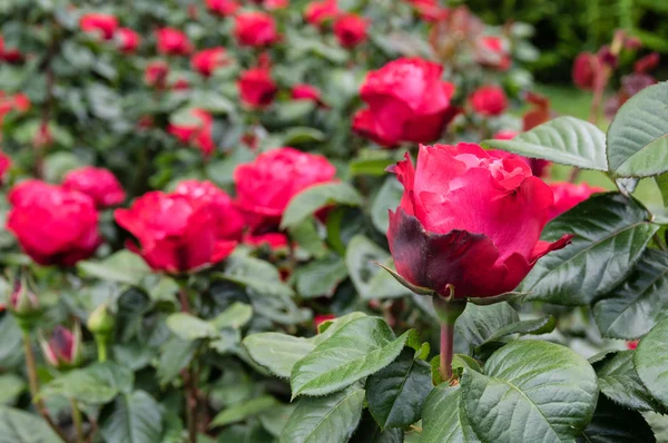 Colorful rose blooming plants — Stock Photo, Image