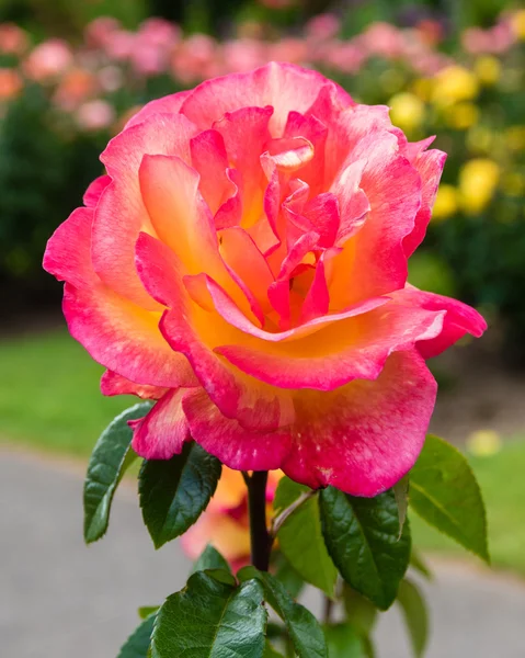 Colorful rose blooming plants — Stock Photo, Image