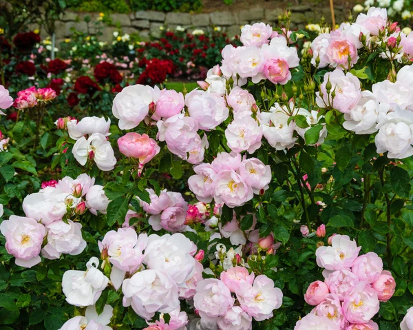 Bunte rosenblühende Pflanzen — Stockfoto