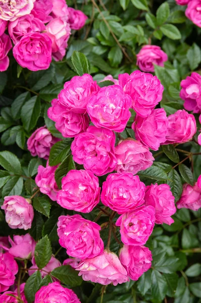 Bunte rosenblühende Pflanzen — Stockfoto