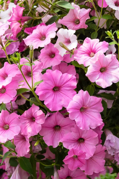 Coloridas plantas de flores Petunis en flor — Foto de Stock