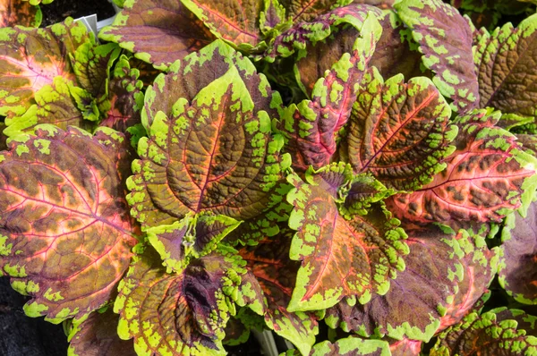 Colorful Coleus plant leaves — Stock Photo, Image