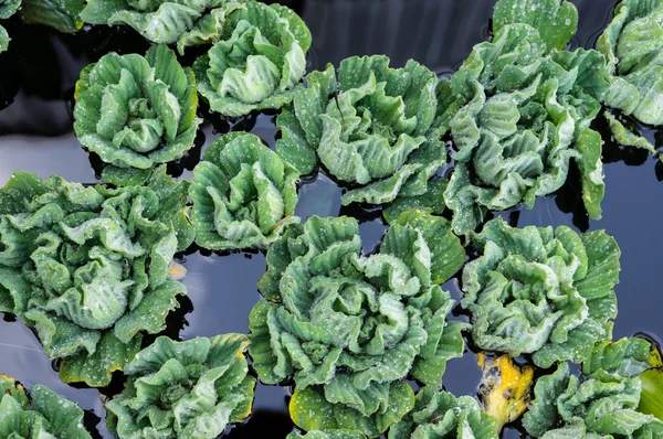 Água Plantas de alface flutuando em uma lagoa — Fotografia de Stock