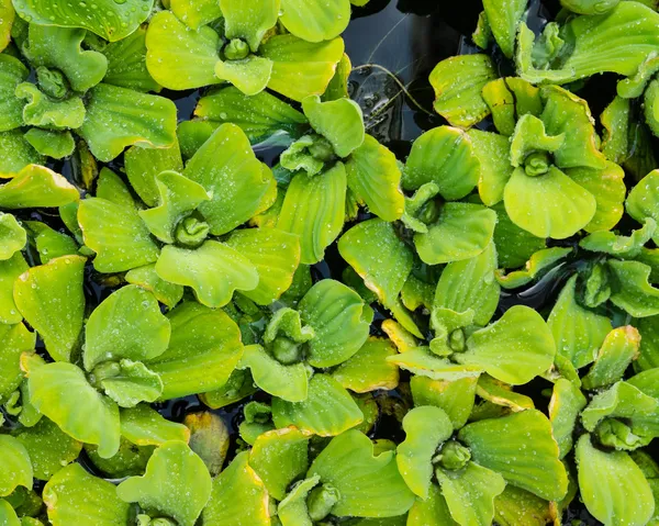 Water Lettuce plants floating on a pond — Stock Photo, Image