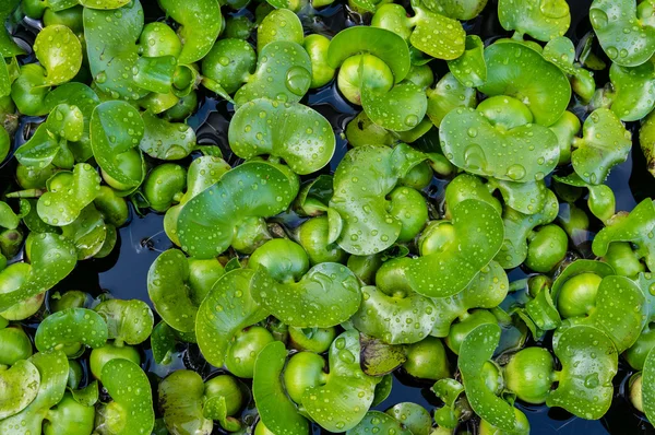 Vattenhyacinter en tropisk invasiva vattenväxt — Stockfoto