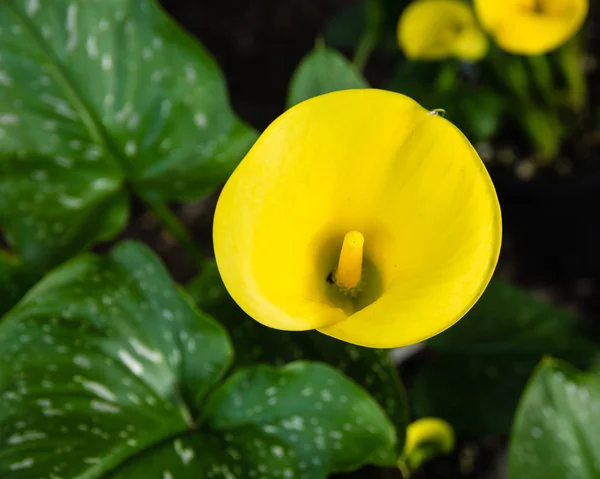 Sárga calla liliom növény virágzik — Stock Fotó