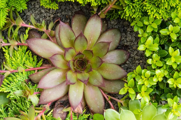Bahçedeki veya sempervivum zemin örtüsü — Stok fotoğraf