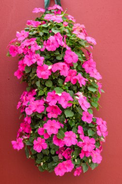 Colorful pink impatiens in hanging container clipart