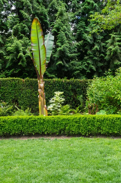 Grassy lawn with hedge and banana plant — Stock Photo, Image