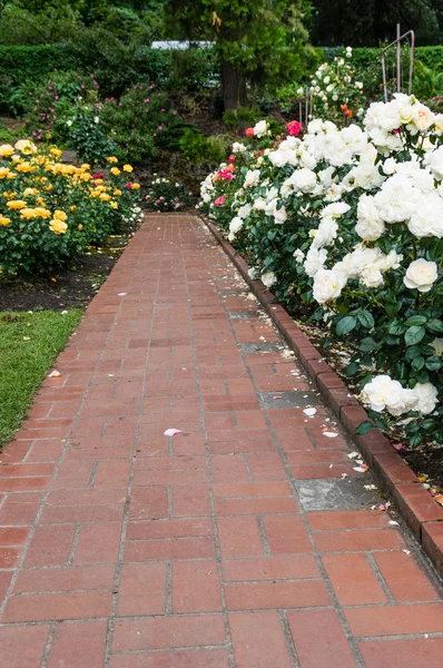 Brick pathway through a rose garden — Stock Photo, Image