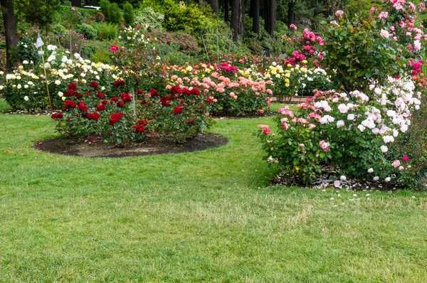Camas de flores plantadas com rosas — Fotografia de Stock