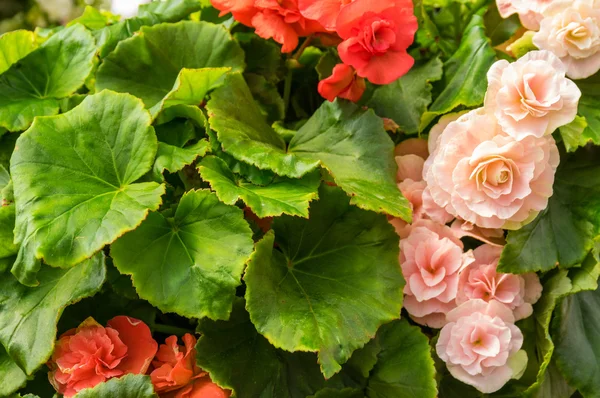 Colorful begonia plants in bloom — Stock Photo, Image