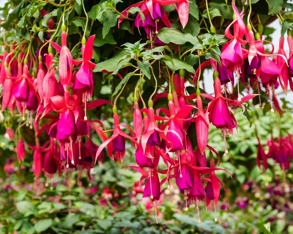 Рожева рослина фуксія з квітами — стокове фото