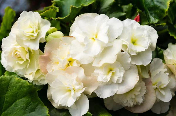 Colorful begonia plants in bloom — Stock Photo, Image