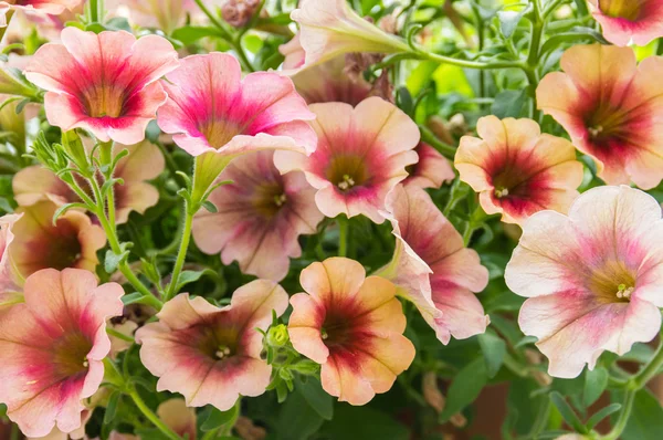 Coloridas plantas de flores Petunis en flor — Foto de Stock