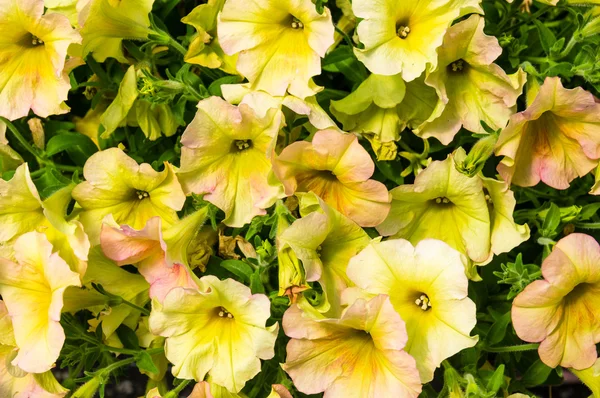 Coloridas plantas de flores Petunis en flor — Foto de Stock
