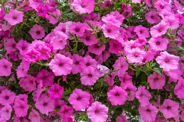 Renkli petunis bitkilerin çiçek çiçek — Stok fotoğraf