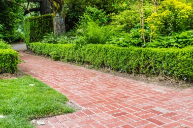 Green hedge and brick pathway in a garden clipart