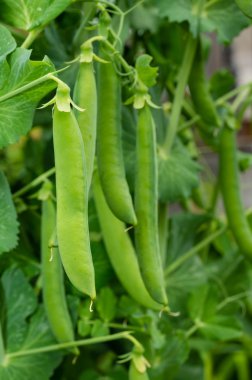 Yeşil bezelye bezelye tesisi