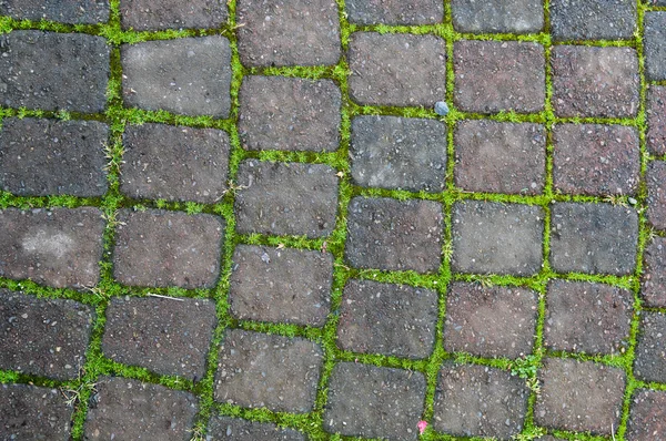 Bakstenen weg met groene mos — Stockfoto