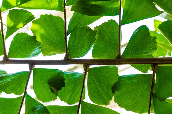 Palm leaf and leaflets backlit — Stock Photo, Image