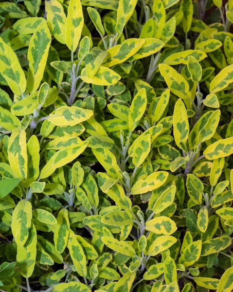 Variegated sage plant leaves herb — Stock Photo, Image