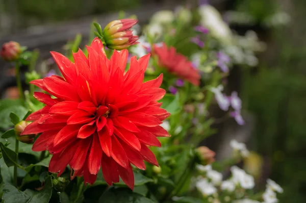 Dahlia blossom in a planter — Stock Photo, Image